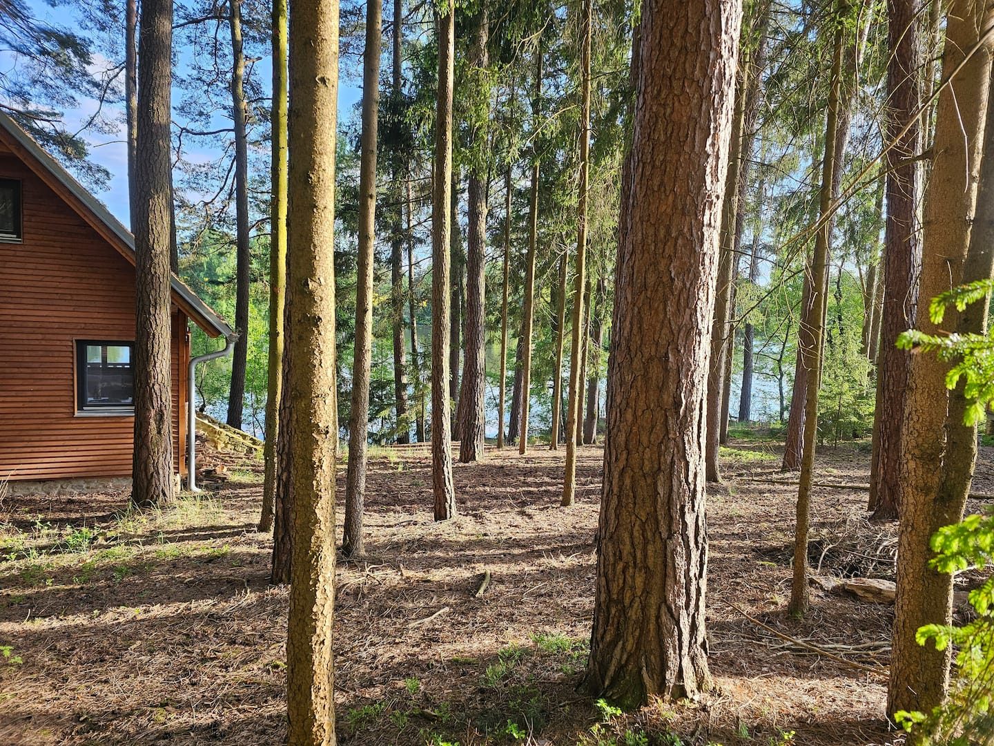 Borovicový les kolem srubu